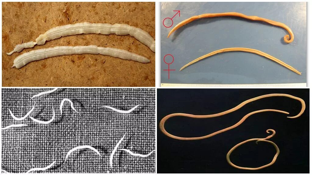Ленточный червь у кошки. Гельминты острицы аскариды. Аскариды ленточные черви.