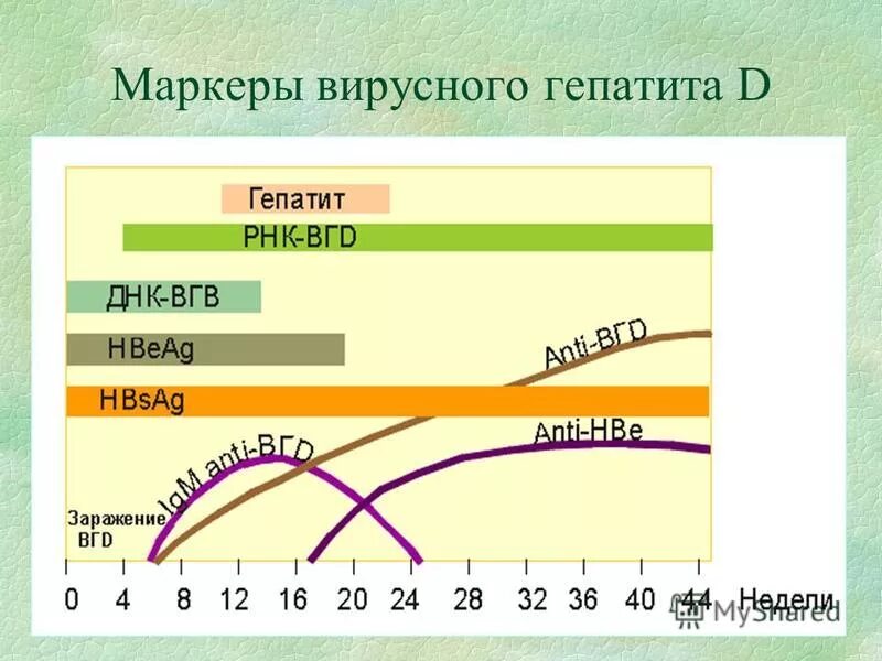 маркеры хронического вирусного гепатита в. на маркеры вирусных гепатитов (hbsag. маркер гепатита тт. маркеры вирусной этиологии прямые и непрямые. маркеры вируса гепатита с.