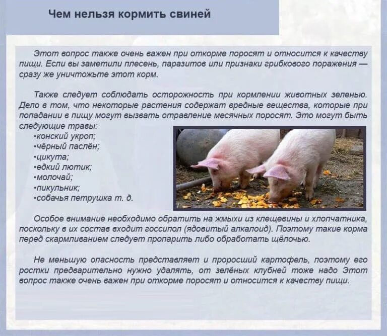 Что можно давать свинке. Чем нельзя кормить свиней. Чем можно давать поросятам. Что нельзя давать свиньям. Убой корм для свинок.