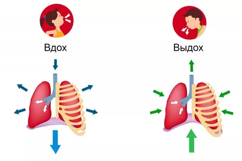 Дыхание диафрагмой. Диафрагмальное дыхание. Правильное дыхание диафрагмой. Диафрагмальное дыхание техника.