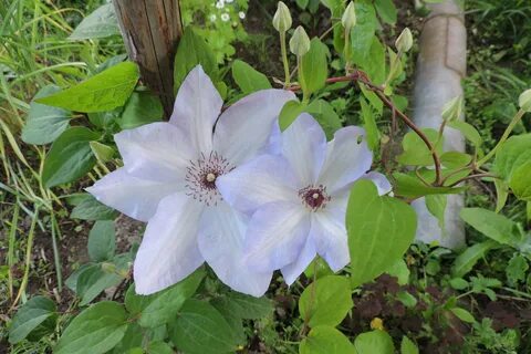 Клематис кардинал вышинский описание отзывы фото сорта