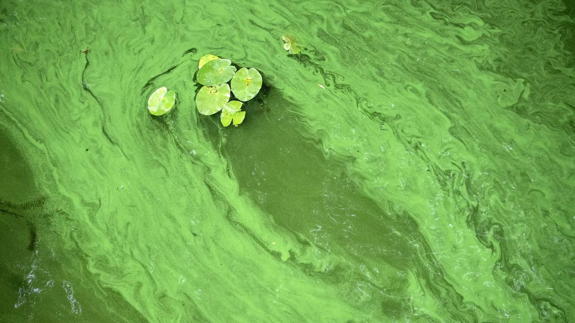 Эвтрофикация балтийского моря. Сине зеленые водоросли фото. Цианобактерии в море. Сине зеленые водоросли фото. Ламинария ангустата.