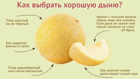 Можно ли хранить дыню