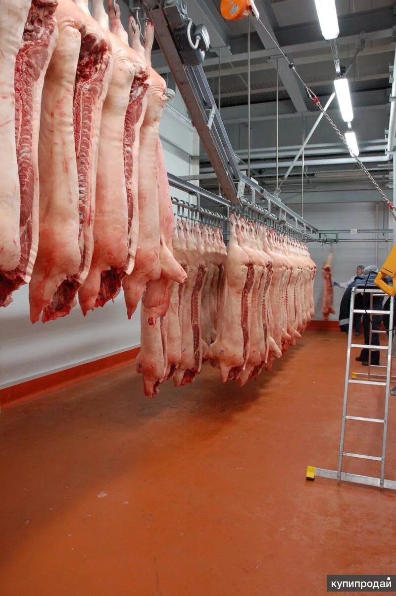 Молочная телятина. Тушка бычка. Свинина охлажденная полутуши. Продам мясо живым весом. Мясо говядина.