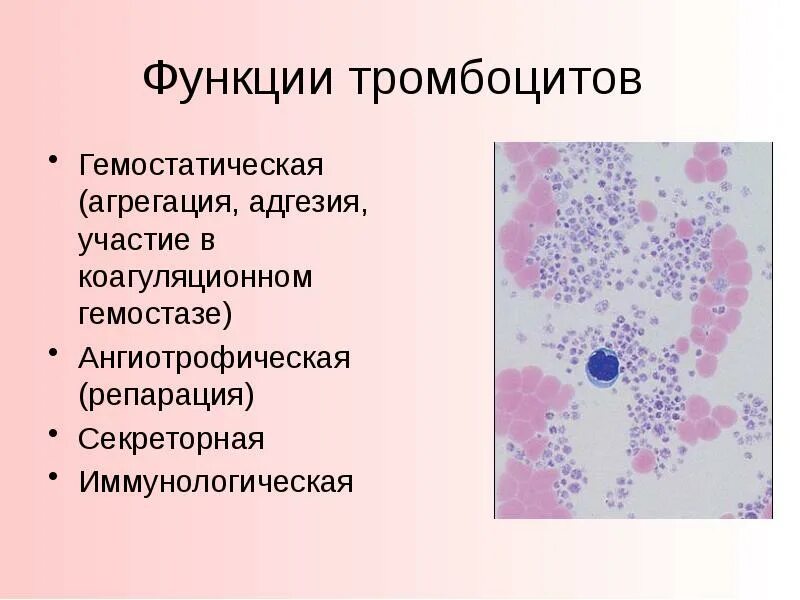 Тромбоциты это функции. Функции тромбоцитов. секреторная функция тромбоцитов. основная функция тромбоцитов. основные функции тромбоцитов.
