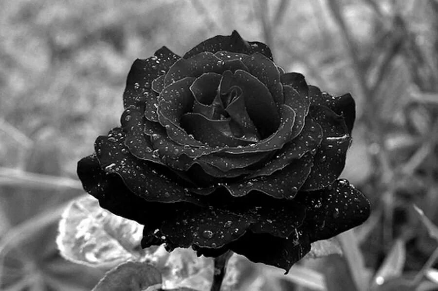 Черная розочка. Черные розы Халфети. Красивые черные розы. Чёрные розы в снегу.