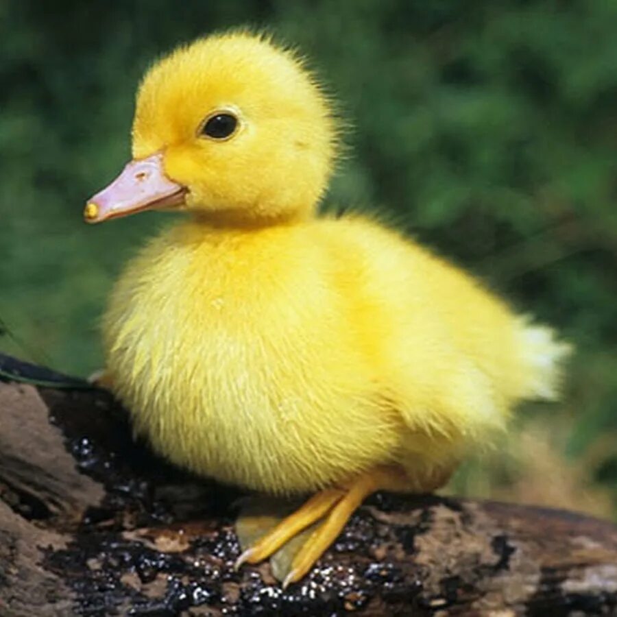 Желтая уточка. Желтый утенок. Милые утята. Утенок. Утка мулард.
