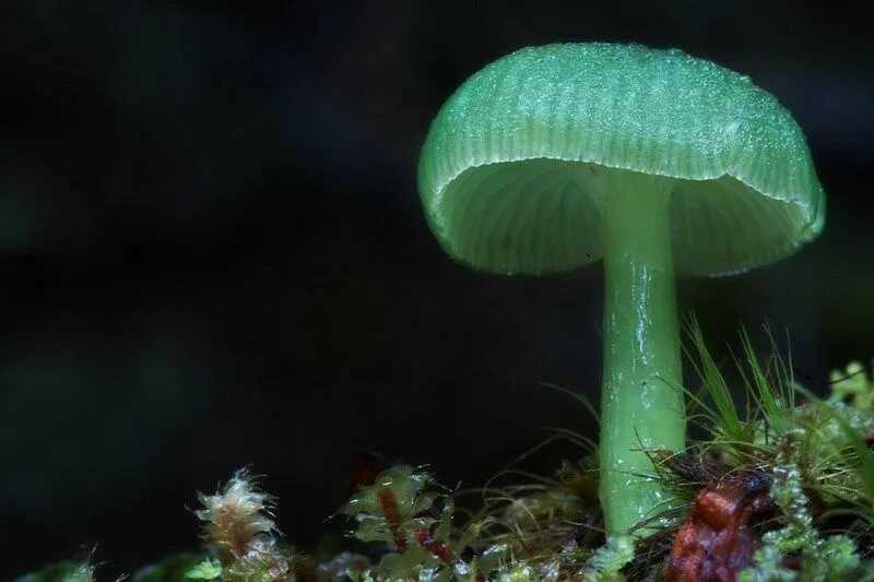 The Mystical World Of Mushrooms Captured In Photos Stuffed mushrooms, Magical mu