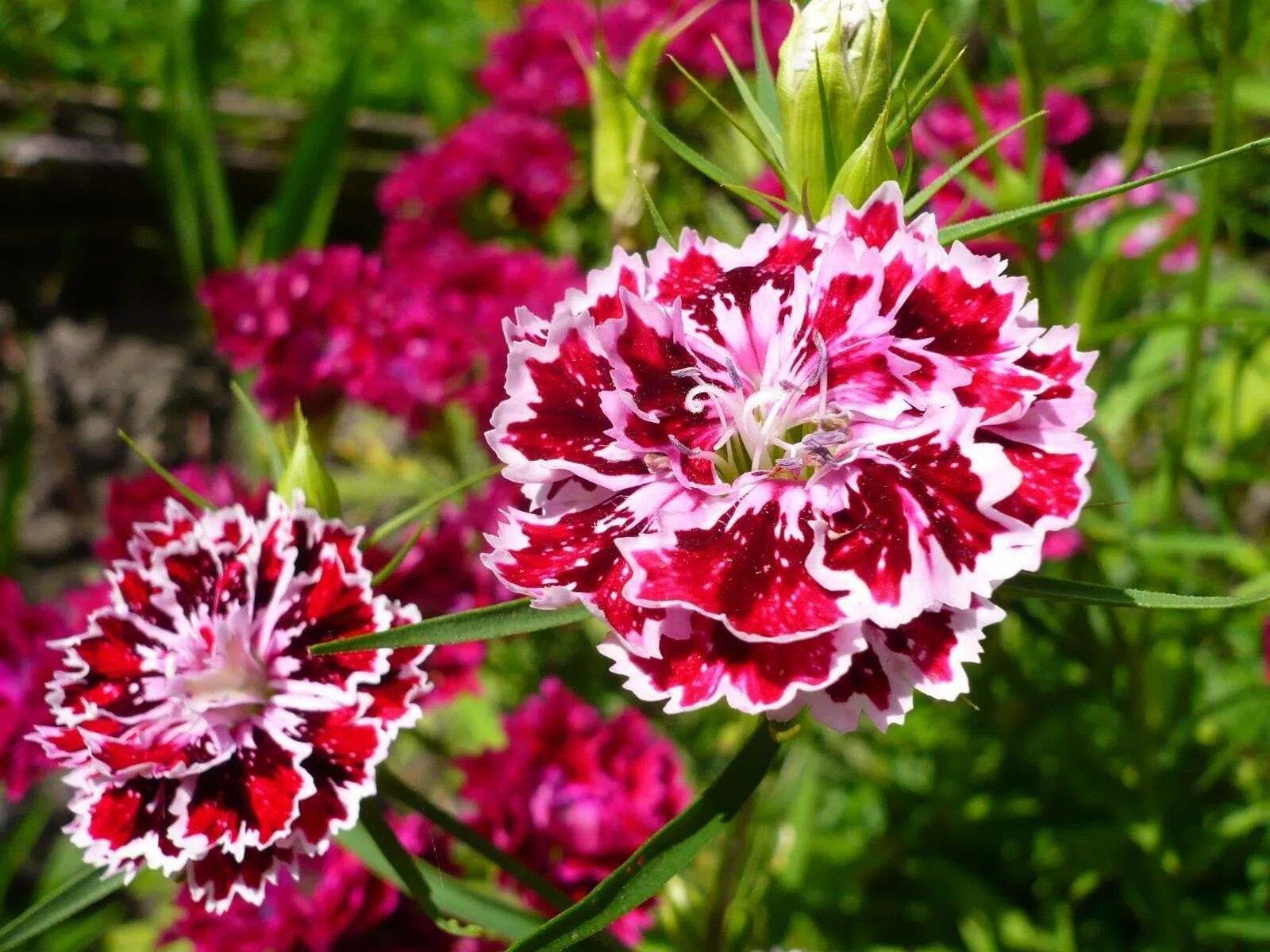 Гвоздика китайская махровая выращивание. Dianthus chinensis гвоздика китайская. Гвоздика китайская Империалис. Гвоздика китайская махровая микс. Гвоздика китайская Мон Амур.