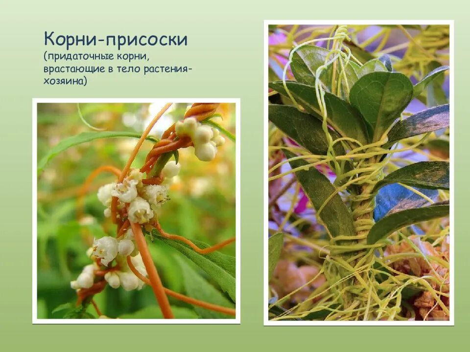 Фасоль видоизменение корня. Фасоль видоизменение корня