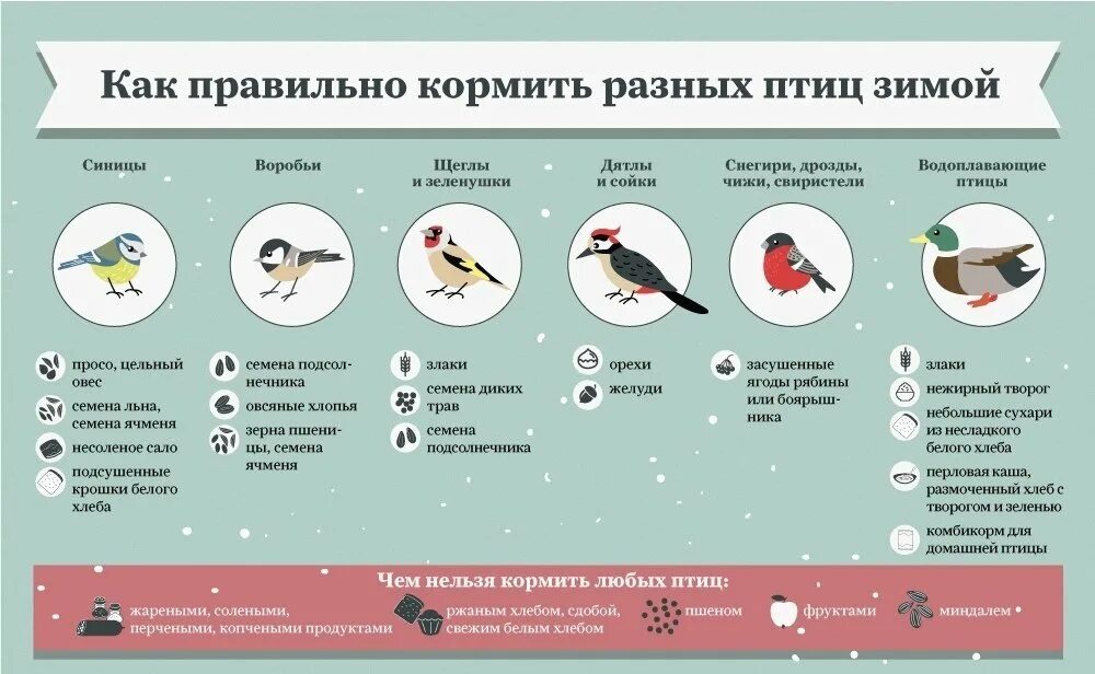 Что нужно птицам зимой. Как правильно подкармливать зимующих птиц. чем кормить птиц зимой. памятка чем кормить птиц. чем нельзя кормить птиц.