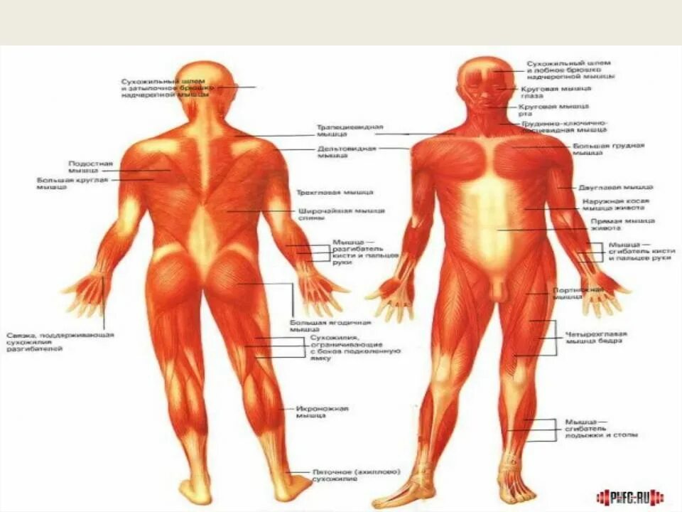 Основные мышцы для развития. Мышечная система. Мышечная система человека для детей. Мышечная система детей анатомия. Мышечное строение человека для детей.