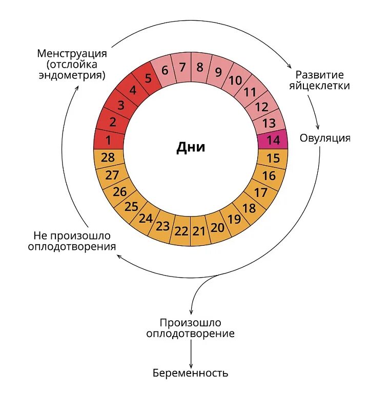 Через сколько дней наступает овуляция после. Схема цикличность этапов менструального цикла. Двухфазный менструационный цикл схема. Фазы менструационного цикла физиология. Фазы менструационного цикла анатомия.