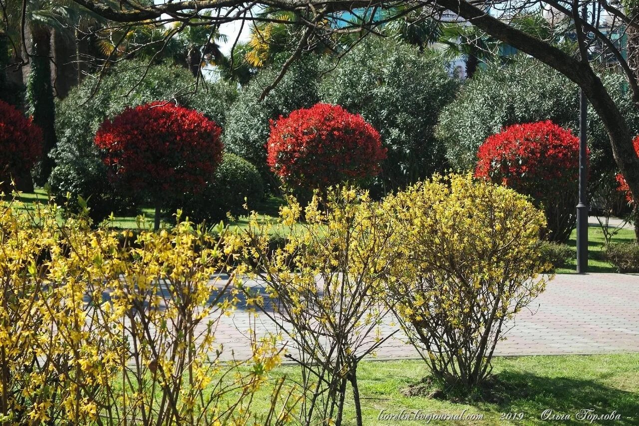 Шиповник роза ругоза. Шиповник (роза) морщинистый. Самшит бересклет. Бузина черная самбукус нигра. Самшит вечнозелёный.