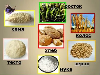 Тест зерна
