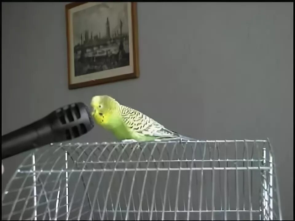 Говорящий попугай 4. Попугай с микрофоном. Попугай говорит в микрофон. Попугай с микрофоном Мем. Волнистый попугай с микрофоном.