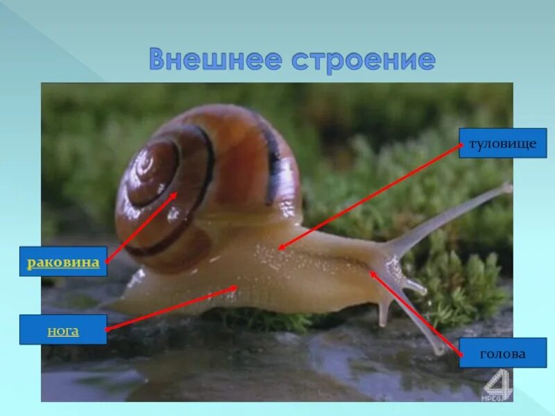 Голова брюхоногого моллюска. Органы чувств брюхоногих моллюсков. Органы чувств брюхоногих моллюсков таблица. Органы равновесия у брюхоногих. Брюхоногие моллюски голова