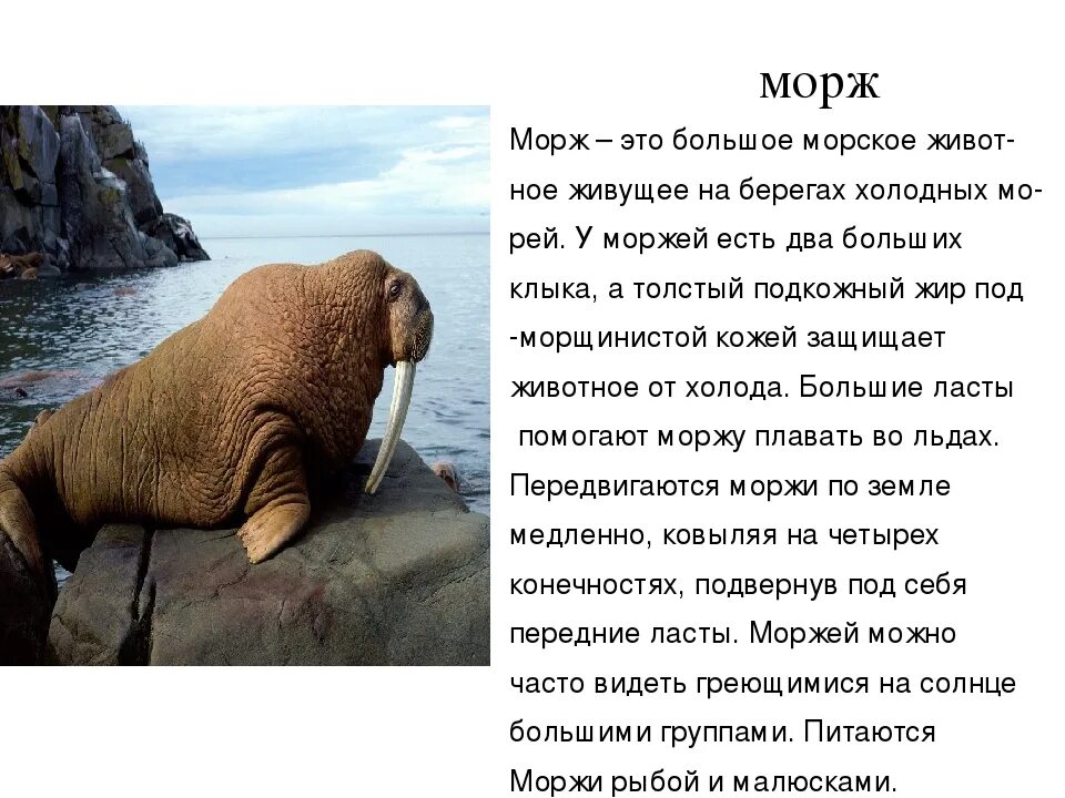 Морж описание. Рассказ о Морже. Доклад про моржа. Морж картинки с описанием.