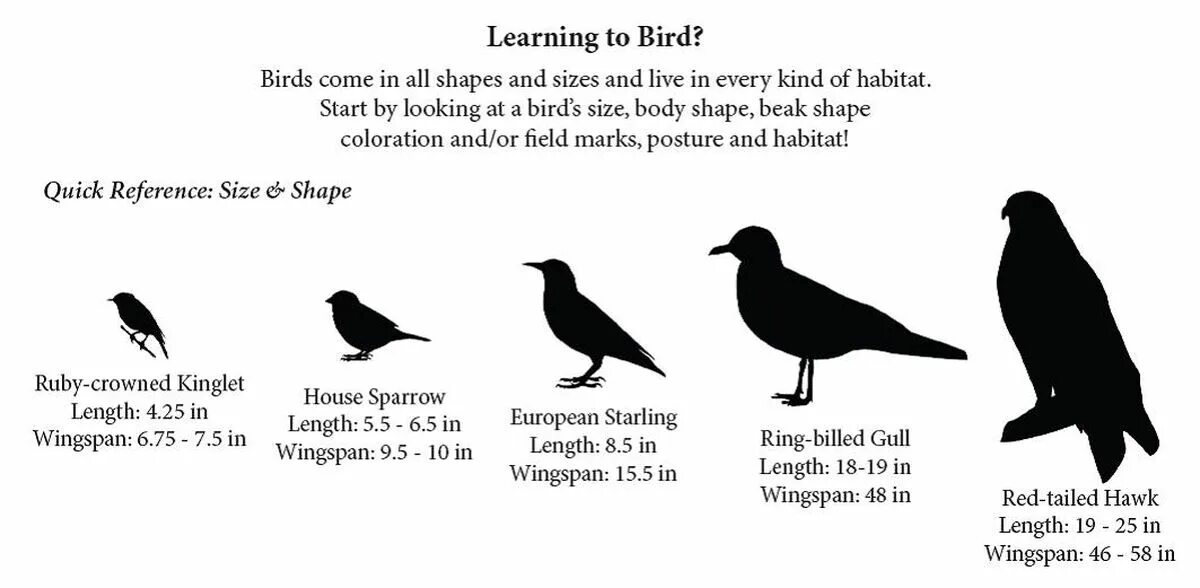 They like birds. Размеры птиц. Сравнение размеров птиц. Средние по размеру птицы. Городские птицы.