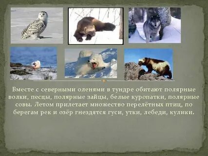 В какой зоне полярная куропатка