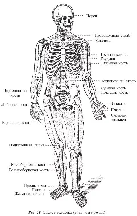 Анатомия человека скелет и мышцы с названиями. Скелет человека с названием костей и мышц. Скелет человека , кости и мышцы. Анатомия человека кости и мышцы для массажиста.