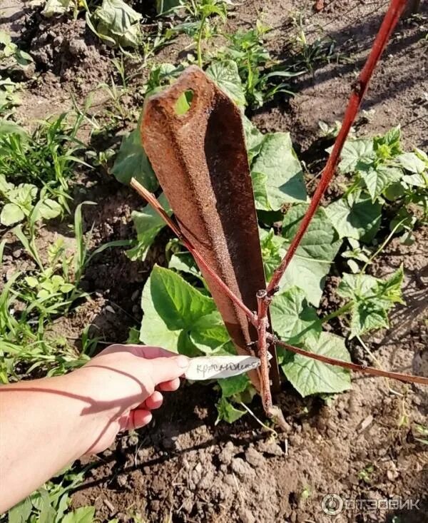 Королева сада саженцы