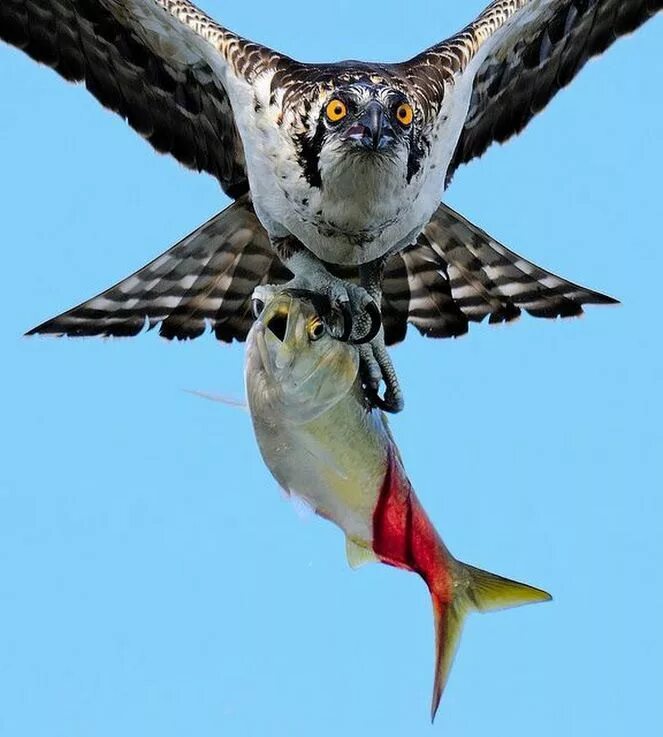 Орел несет добычу. Птица рыболов. Орел охотится. Черноспинный ястреб. Ястреб скопа.