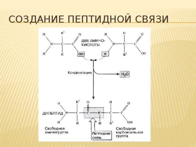 Аминокислота полипептид. Мономеры соединены пептидной связью. Мономеры соединены пептидной связью. Мономеры соединены пептидной связью. Белки это высокомолекулярные соединения.