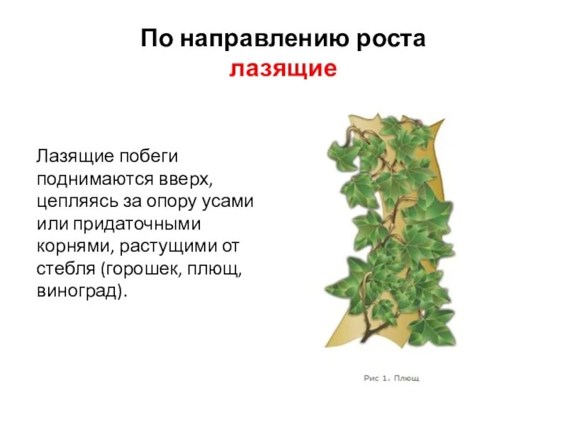 Направление роста стебля таблица Строение цветковых растений: познаем ботанику Мгновения в кадре balalaikarenessa