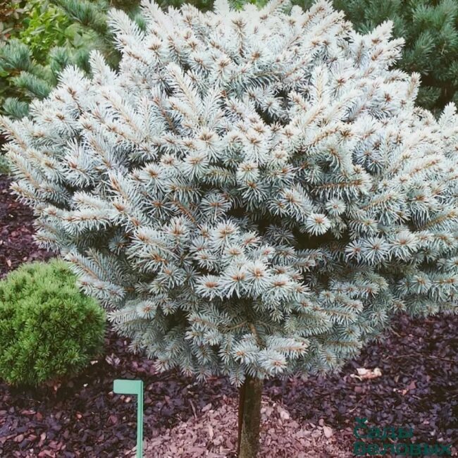 Ель колючая glauca compacta. Picea pungens glauca compacta. Picea pungens 'Thuem'. Ель колючая glauca compacta штамб.