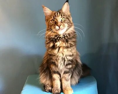 Авито котенок мейн кун