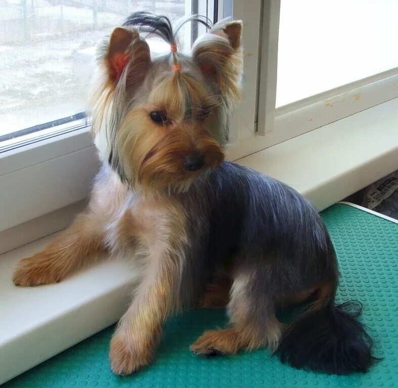 Как выглядит йорк в год dog training at home tips #dogtraininginmiami Yorkshire terrier, Yorkie, Dog beh