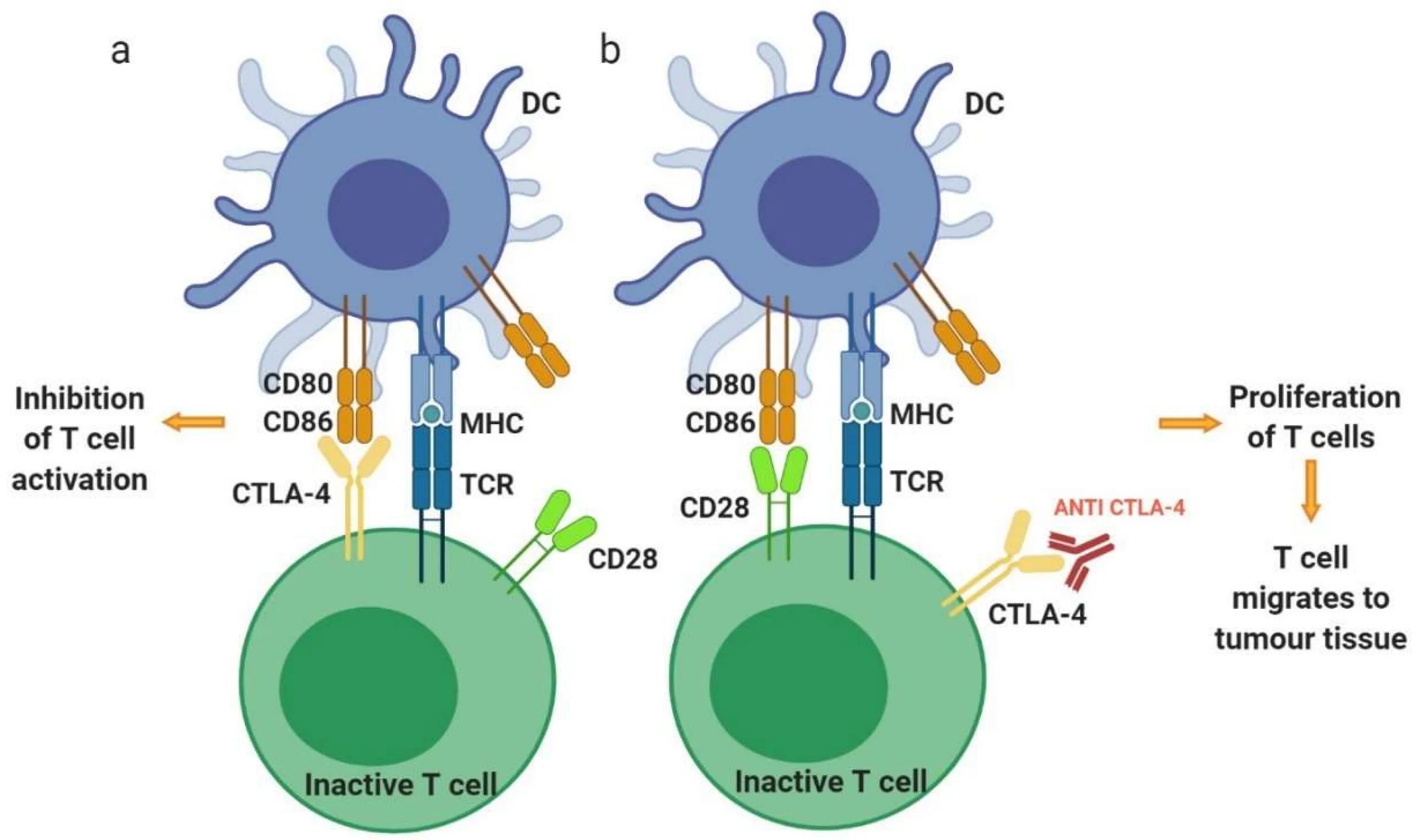 Антиген коронавирус sars cov 2. Анти CTLA 4 препараты. Ctla4 дендритная клетка. Антигены картинки. CD антигены иммунология.