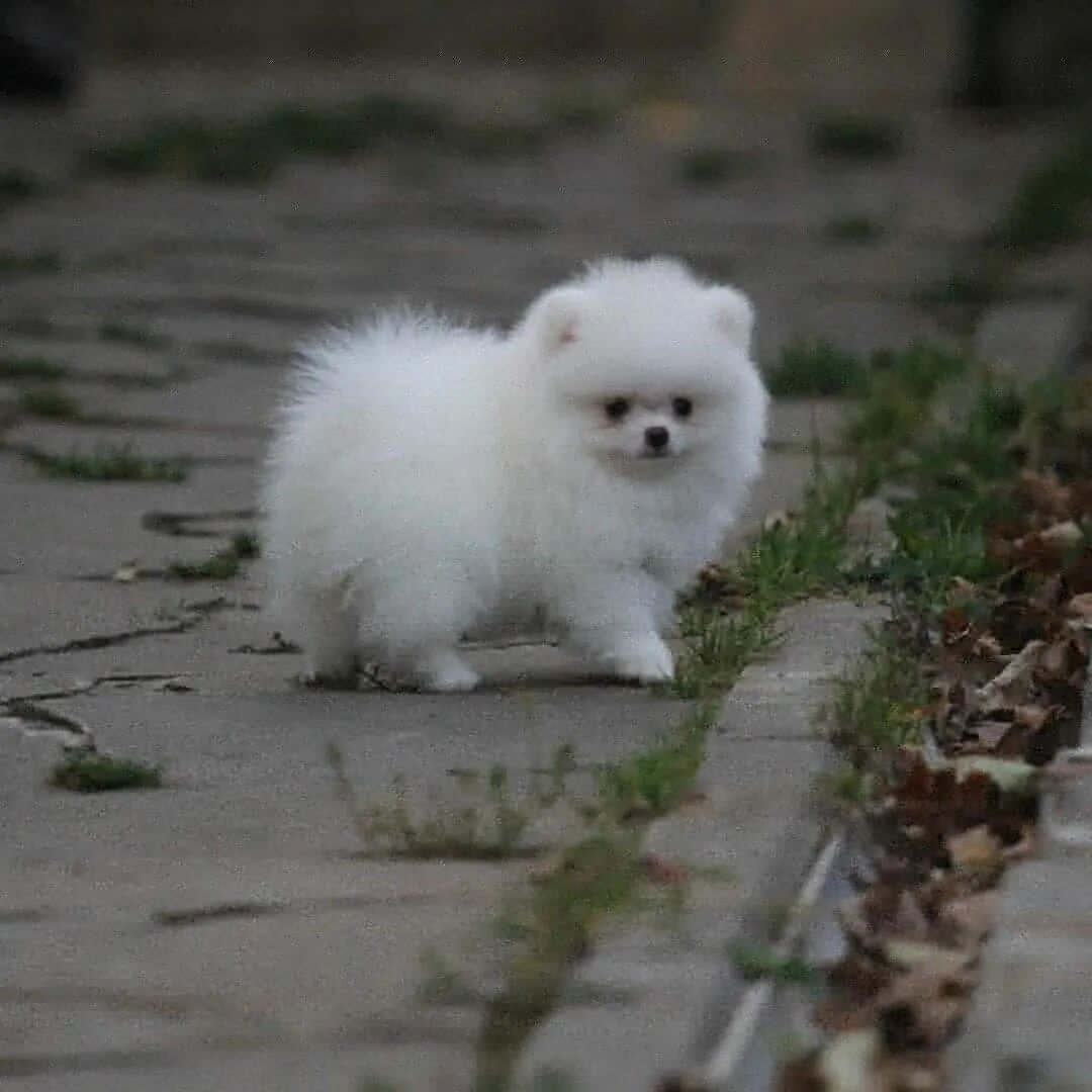 Помераескийкарликовй шпиц. Мини шпиц белый взрослый. Шпиц белый настоящий. Стоит белый шпиц. Белый шпиц авито.