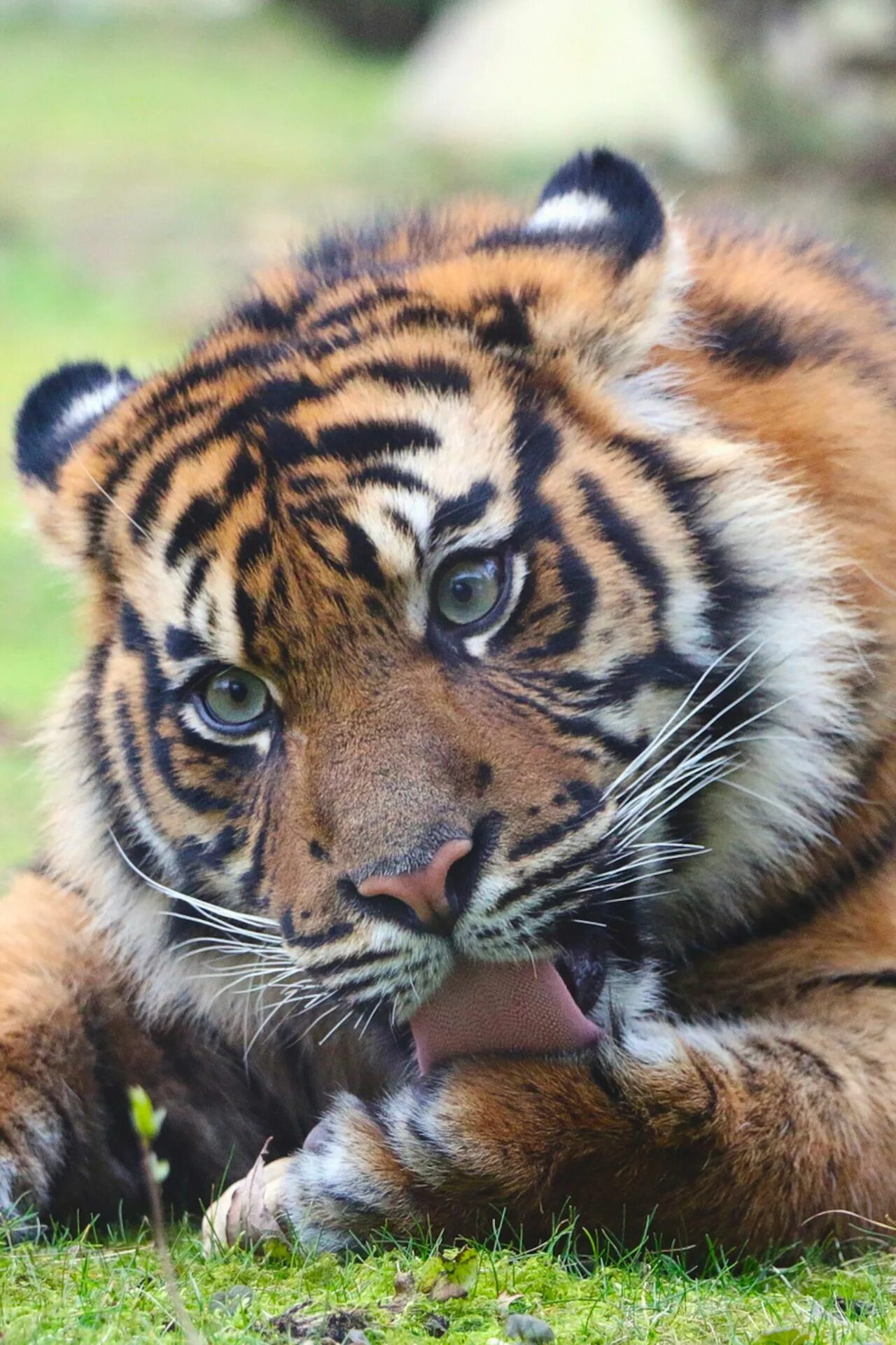 Рык тигра слушать. Тигр с тигренком. Тигр видео. Уссурийский тигр. Тигр видео.