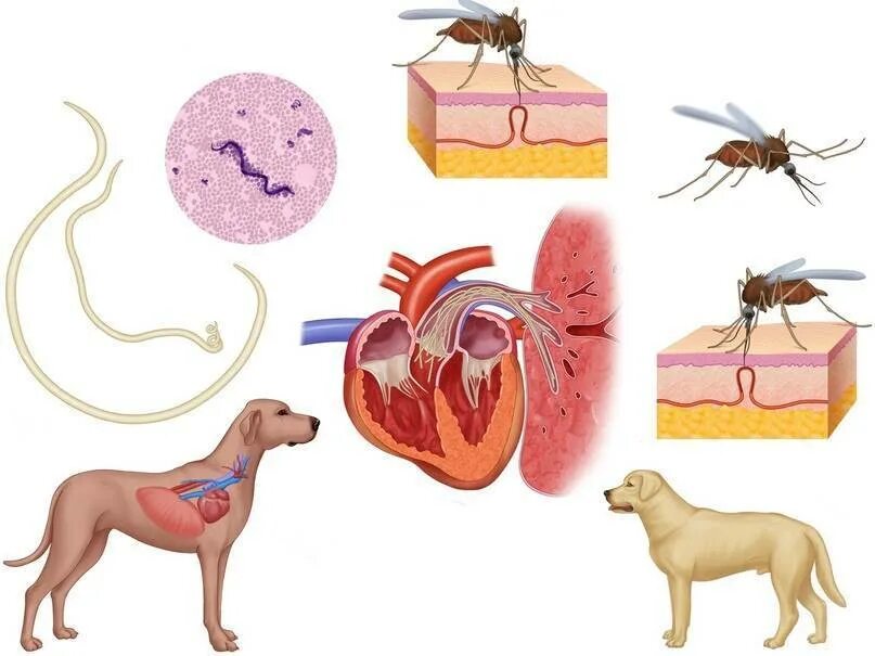 Черви комаров. Подкожный дирофиляриоз у собак. Дирофилярия иммитис у собак. Дирофиляриоз нематода. Глистные инвазии дирофиляриоз.