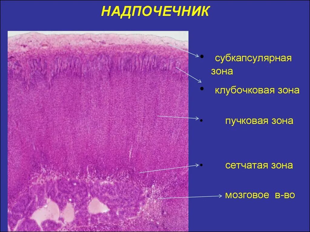 Сетчатая зона. Сетчатая зона коры надпочечников препарат. Клубочковая зона надпочечников гистология. Пучковая зона надпочечников гистология. Строение коры надпочечников гистология.