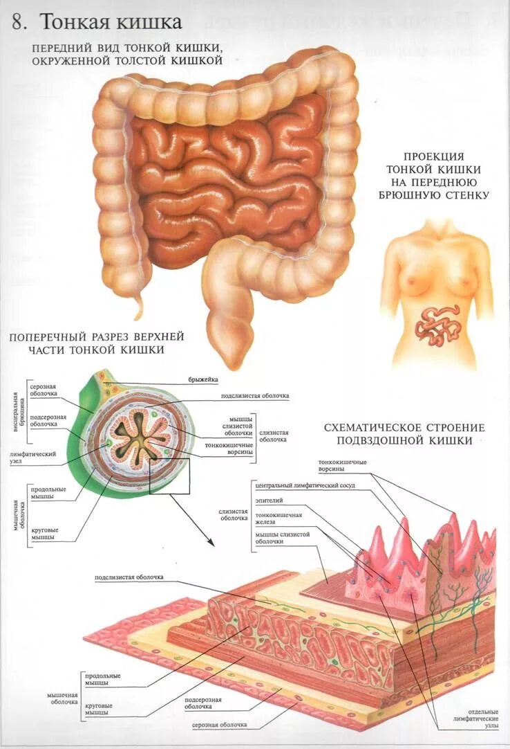 Тонкая кишка человека рисунок. Строение толстой кишки (отделы строение стенки. Отделы тонкой кишки схема. Тонкая кишка кишка строение. Тонкий и толстый кишечник анатомия строение.