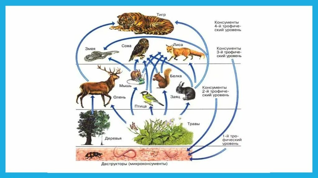 Презентация пищевые связи в экосистеме 11 класс. Сеть питания биология 11 класс. Цепь питания продуценты консументы редуценты. Пищевая сеть схема биология. Схема трофической сети.