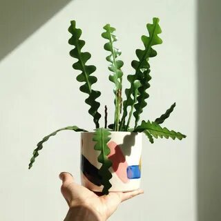 Cool plant