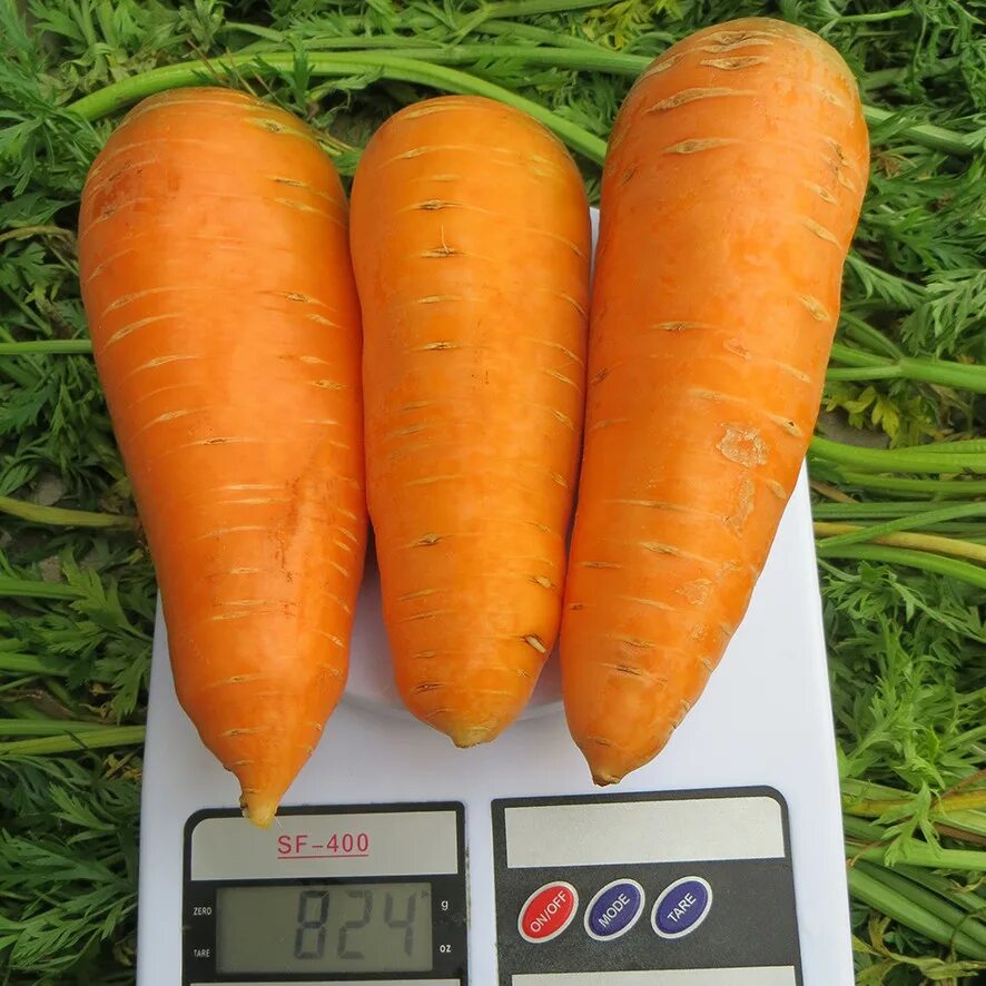 Сколько гр морковь. Морковь Болтекс. Морковь Болтекс f1. Морковь Болтекс f1 1 г.