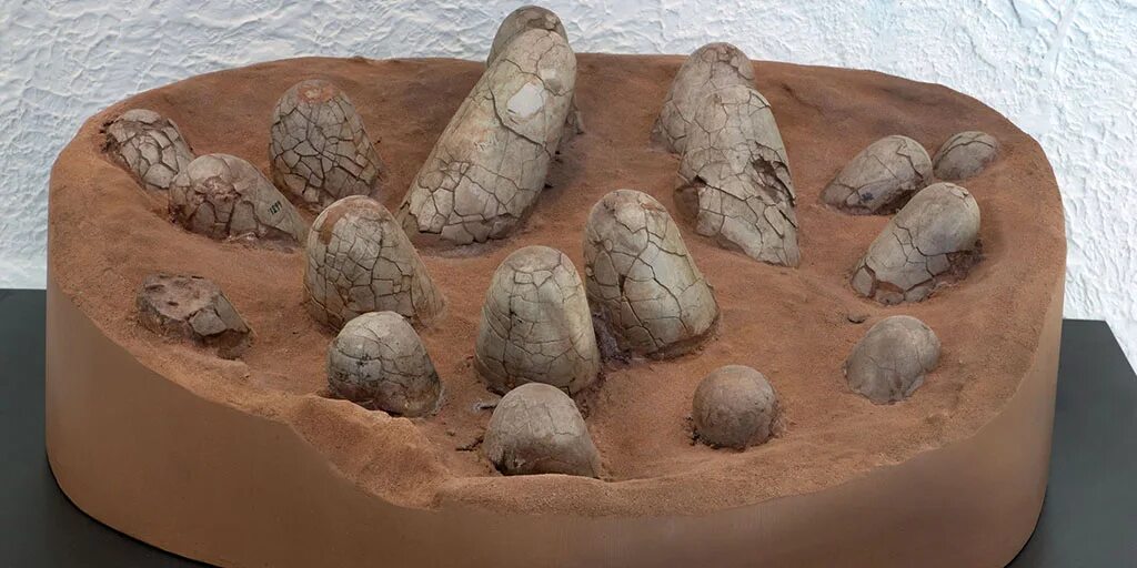 Fossil egg
