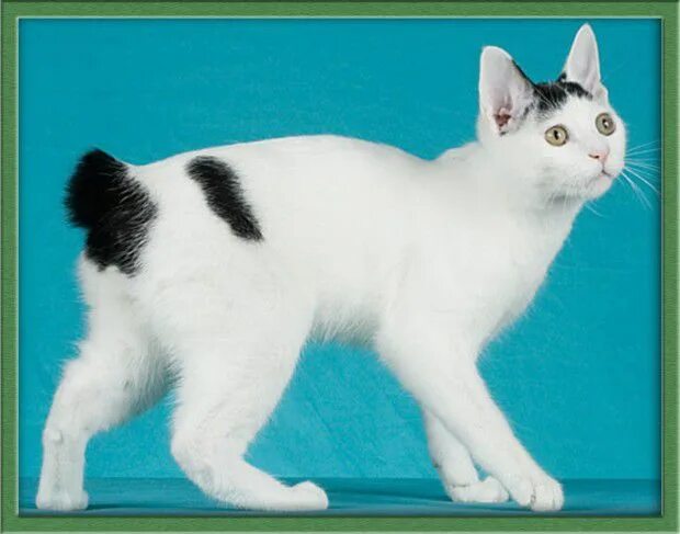 Рассмотрите фотографию кошки породы японский бобтейл. Японский бобтейл. Кот японский бобтейл. Порода кошек японский бобтейл. Японский бобтейл черный.
