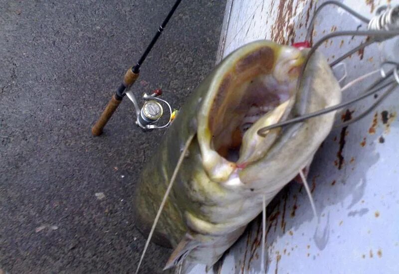 Воблеры на сома троллингом. Ловля сома на троллинг. Сом рыба. Воблеры для сома на троллинг. Снасть на сома.