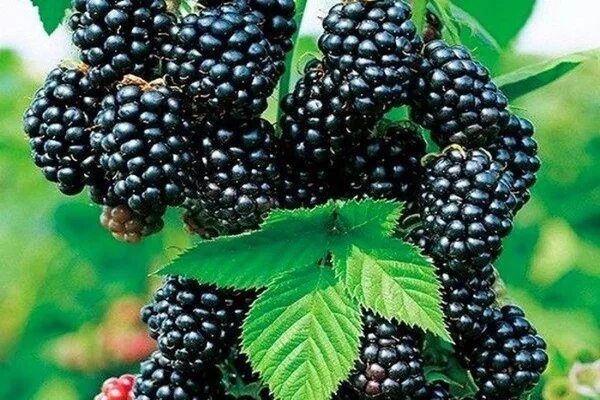 Ежевика киова описание сорта фото отзывы садоводов Ежевика (Rubus fruticous L.) "ПОСАДКА ЕЖЕВИКИ на участке, что из этого вышло.