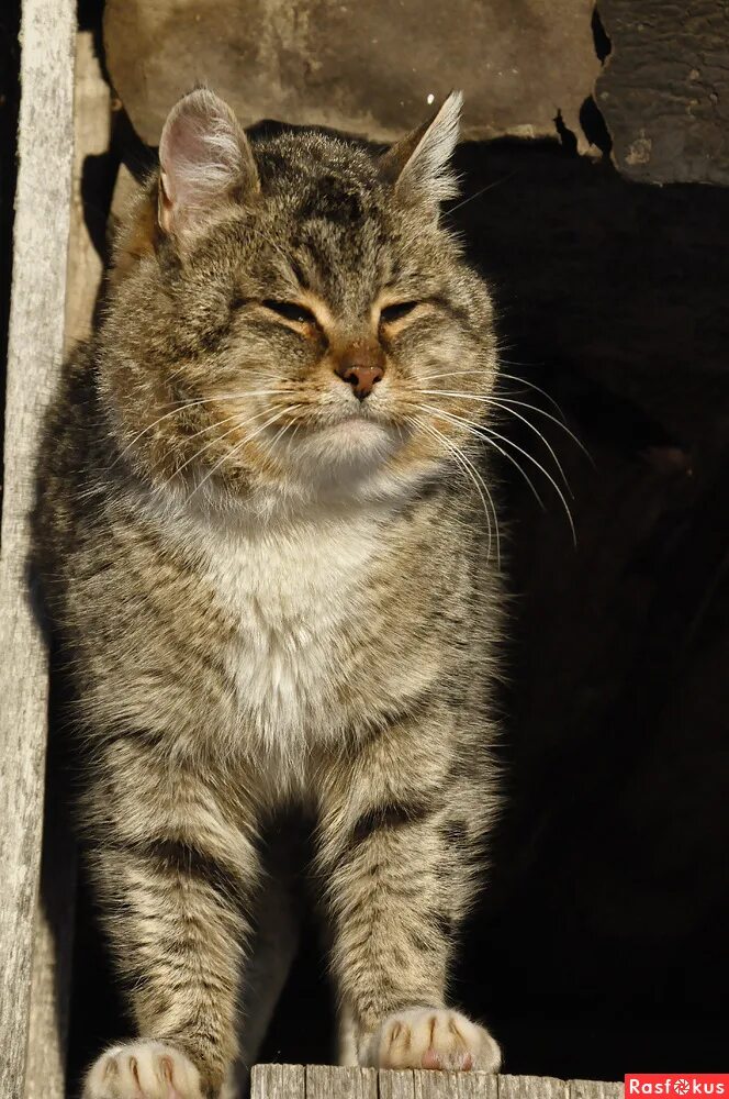 кот баюн порода кошек. кот баюн порода. кот баюн какая порода. кот баюн какая порода. порода котов баюн.