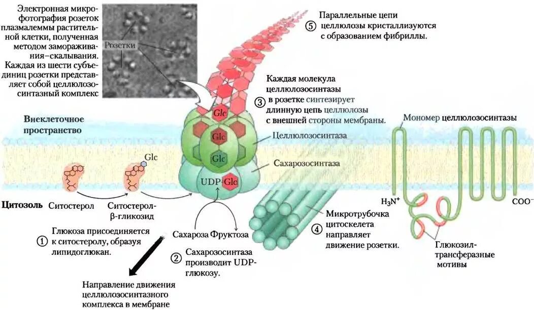 Биосинтез целлюлозы. Клеточная стенка микрофибриллы целлюлозы. Синтез целлюлозы биохимия. Синтез полисахарида целлюлозы.
