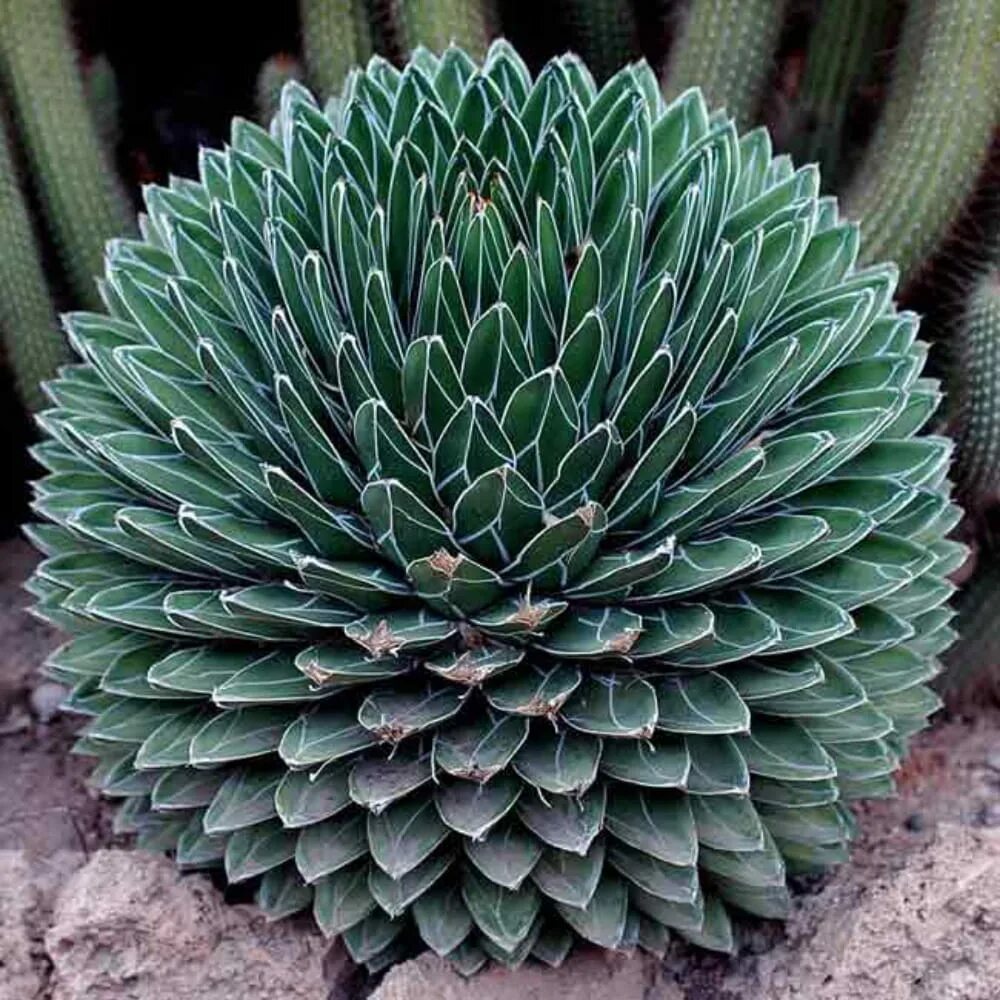 Суккулент Агава королевы Виктории. Agave victoriae-Reginae. Кактус Агава алоэ. Agave victoriae Reginae (Агава). Агава особенности растения