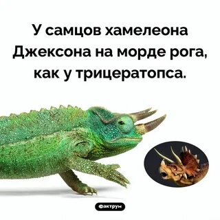 Факты о хамелеонах