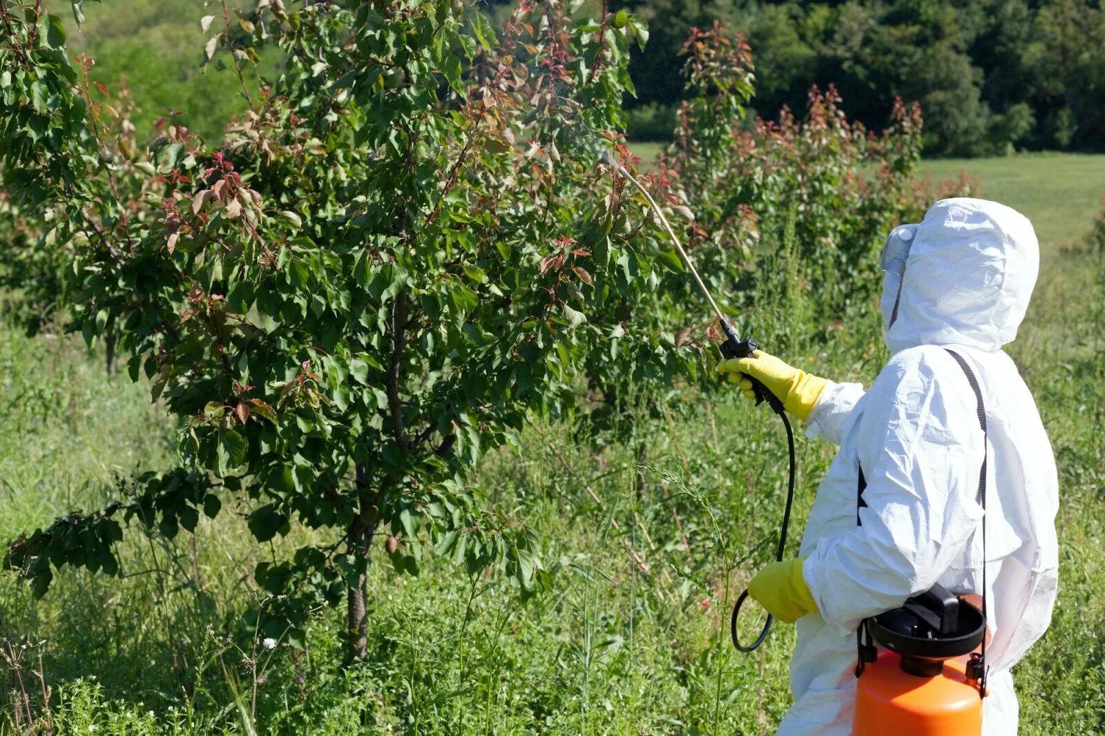 В солнечную погоду можно опрыскивать деревья. Опрыскивание деревьев. Обработка деревьев от вредителей. Опрыскивание плодовых деревьев. Опрыскивание от вредителей.